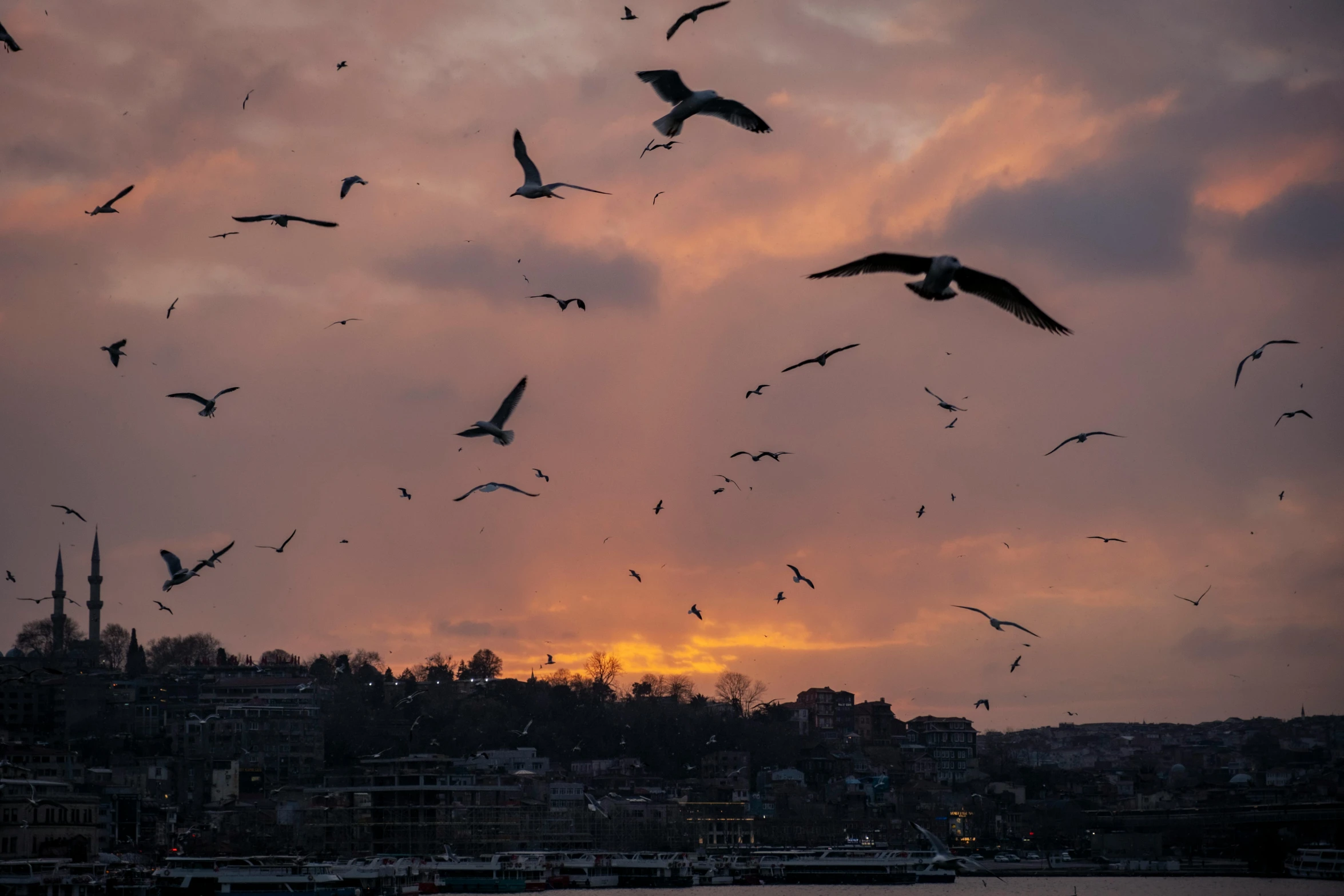 seagulls fly as the sun sets in the background