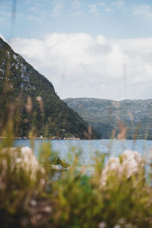 some flowers are in some water and mountain