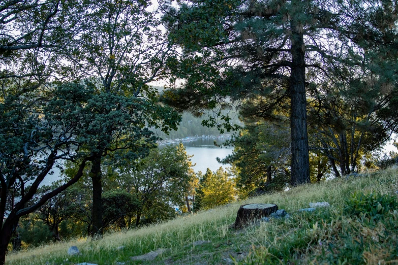 a bench on the hill near some trees