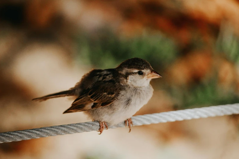 small bird perched on a wire near bushes