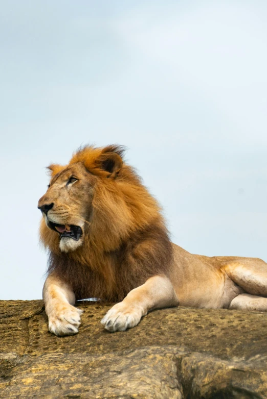 a large male lion is sitting down and yawning