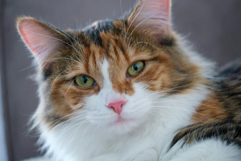 a calico cat is sitting on top of a table