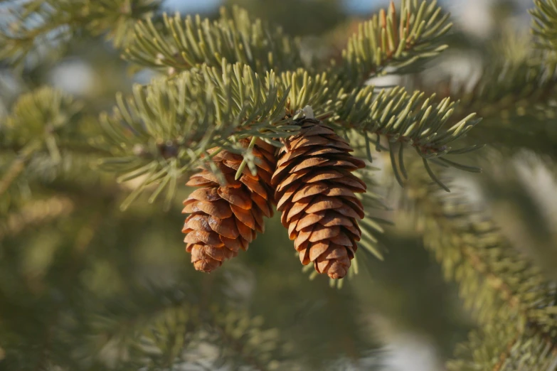 pine cones hang from a tree nch