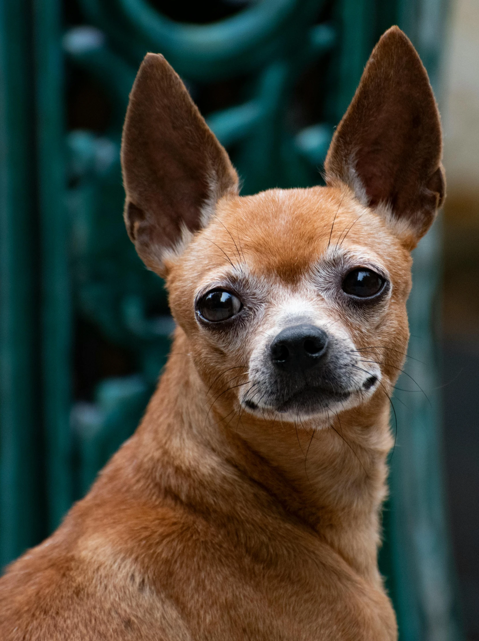 a brown dog with black ears looks to the camera