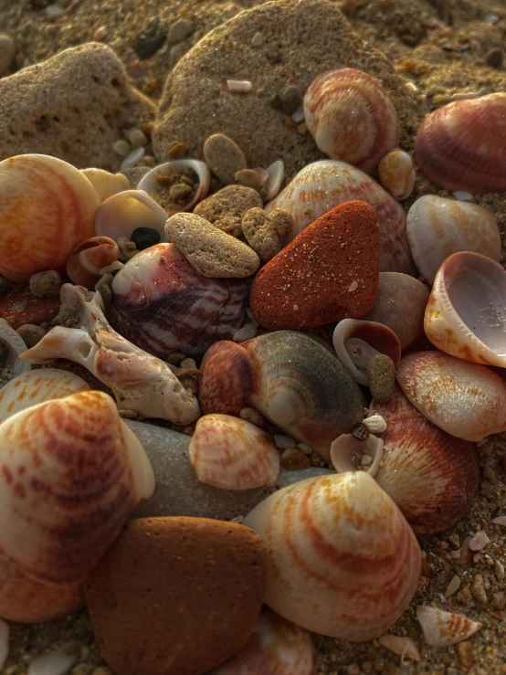 seashells on the sand in a circle