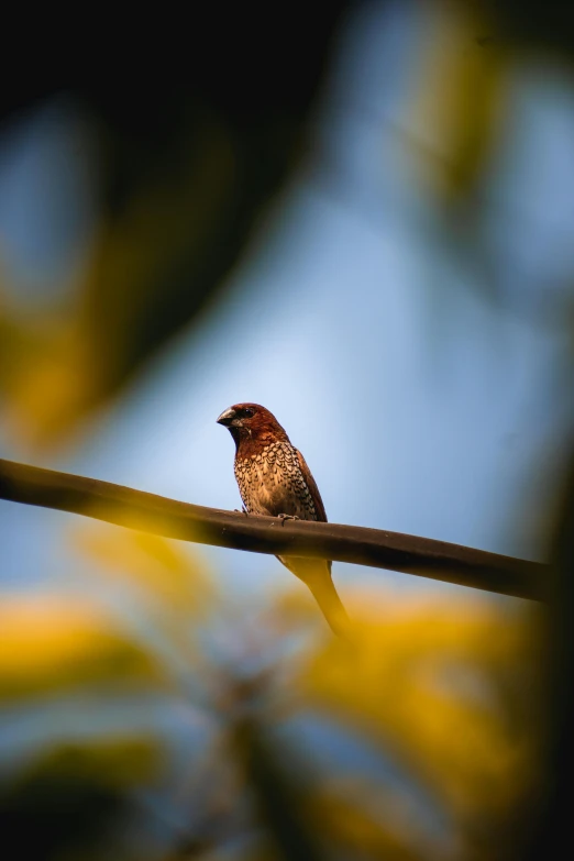 a small bird perches on a tree limb