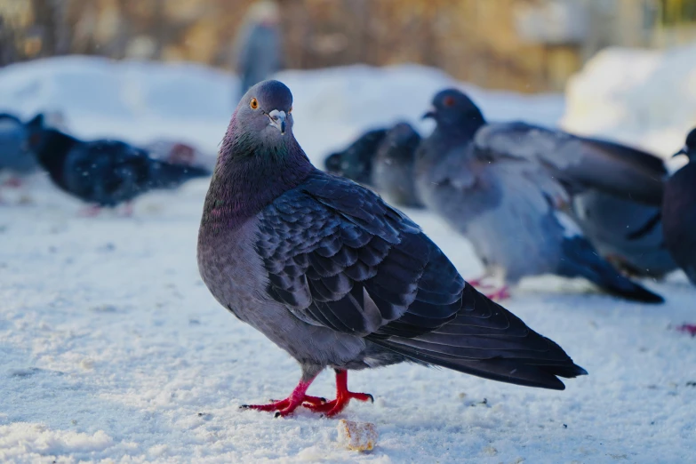 a flock of pigeons with their heads down eating food