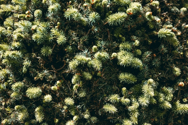 green plants are growing out of the ground