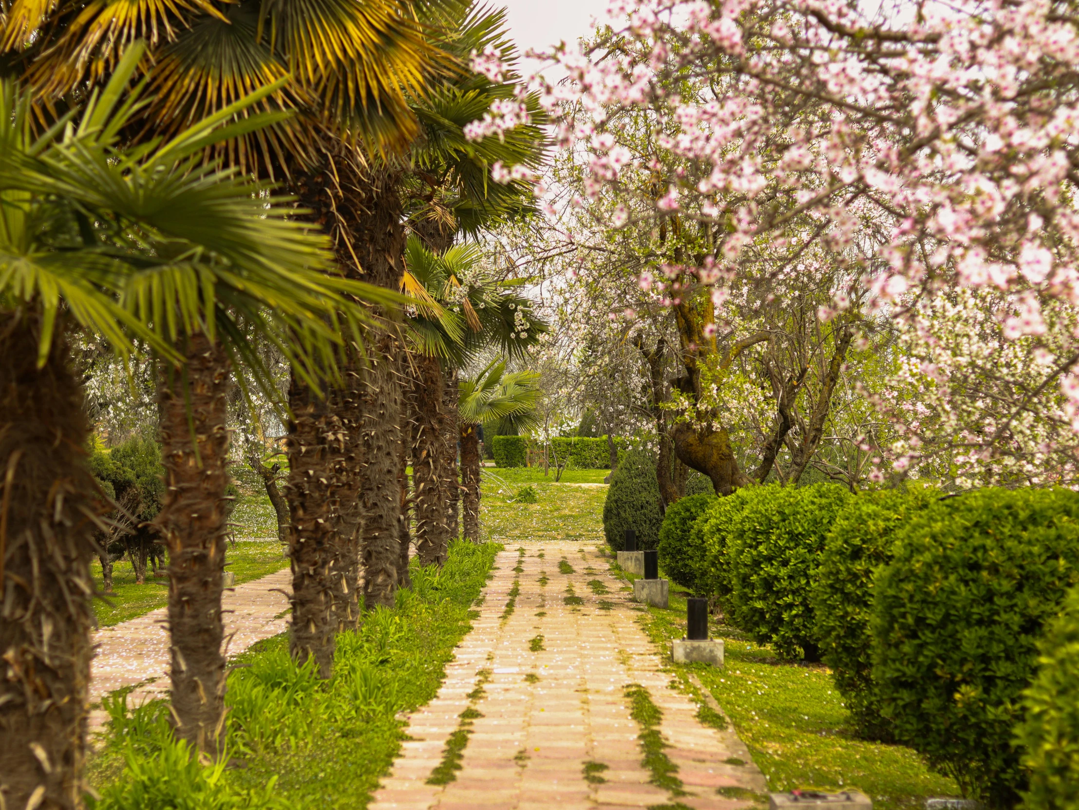 a garden with many trees lined with lots of flowers