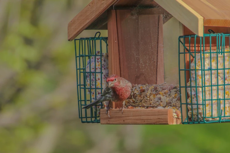 a bird is sitting on a hanging bird feeder with other birds inside