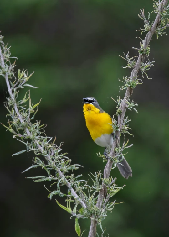 small yellow bird perched on top of a plant nch