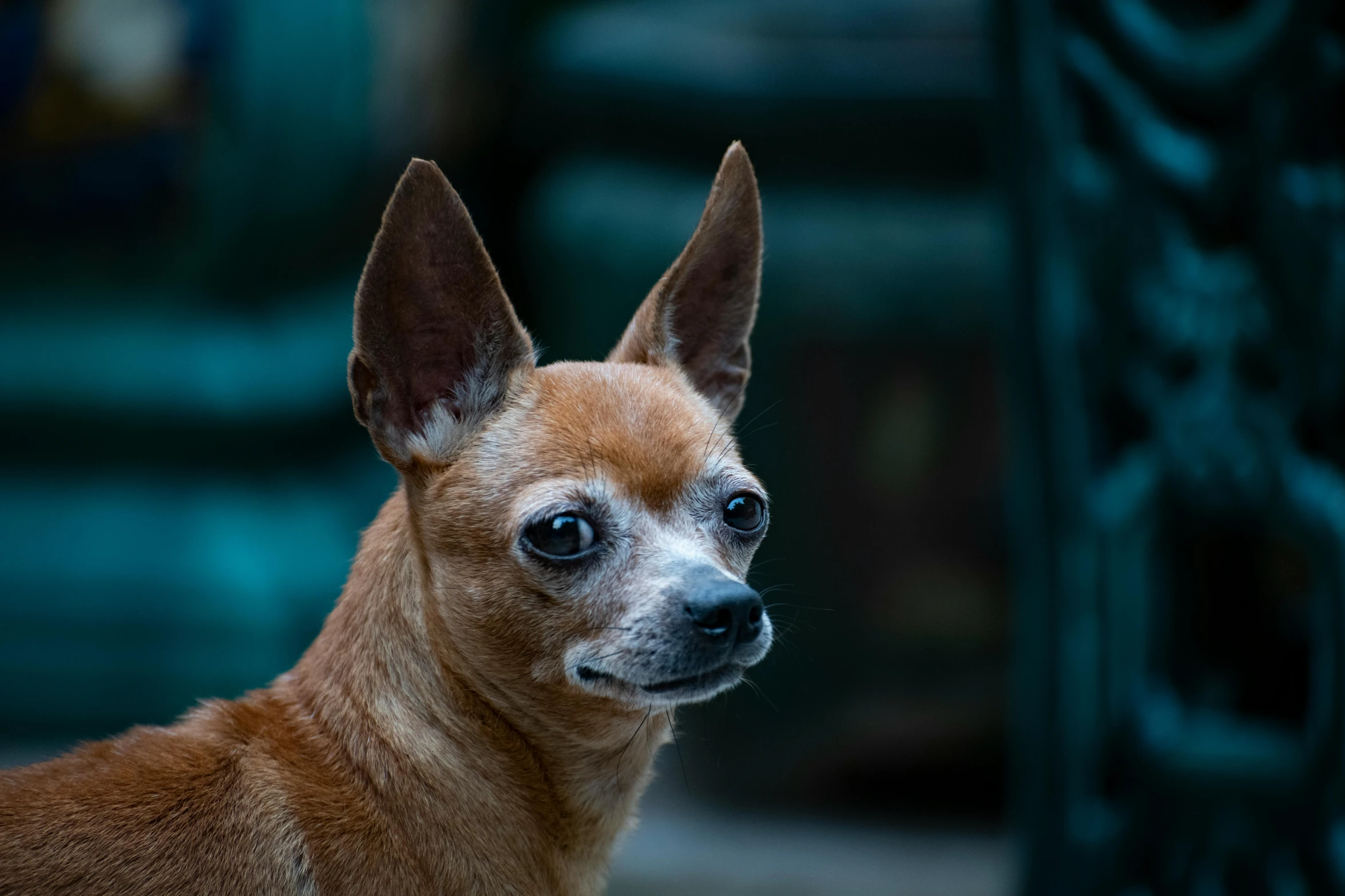 a dog stands staring at soing in the distance