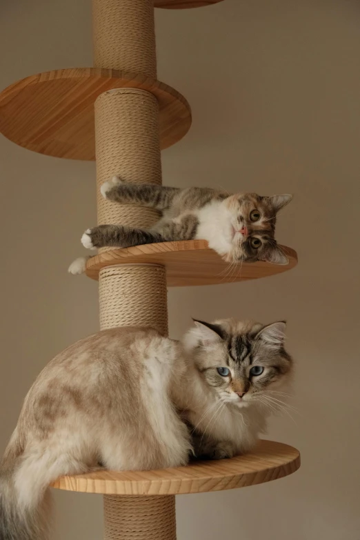 two cats lying on top of a cat tree