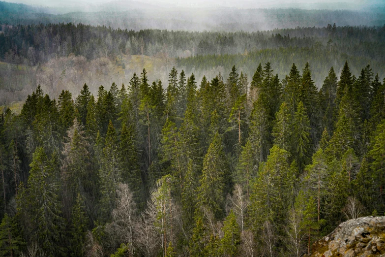 a forest of trees with fog and rain