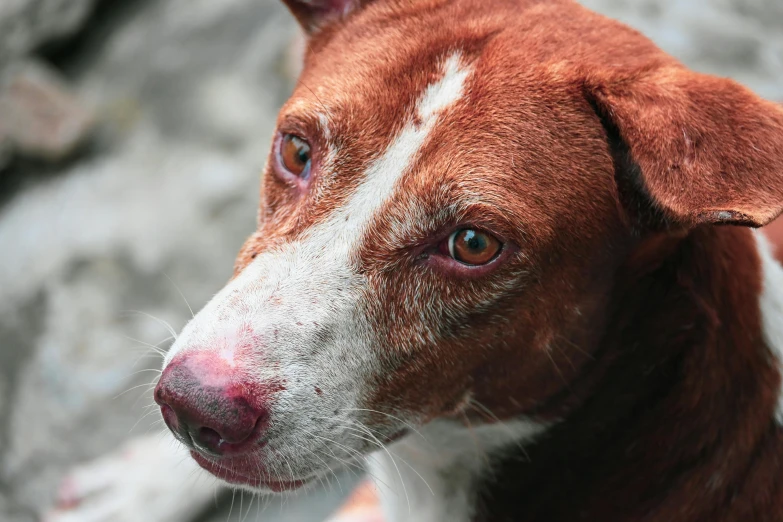 an alert looking dog with white and brown markings