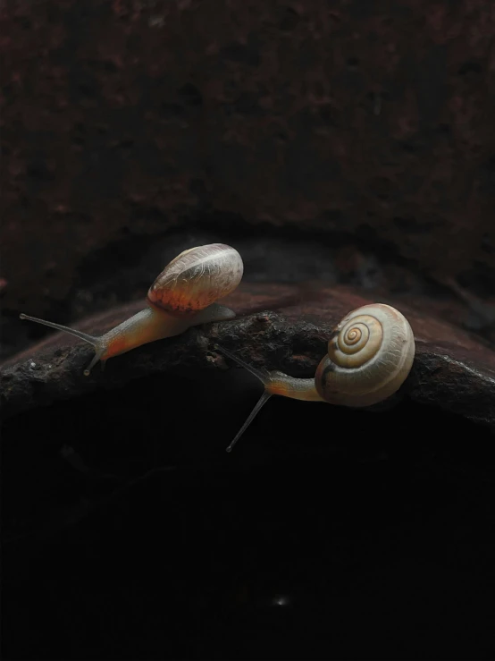 two snails crawling on a nch in a terrarium