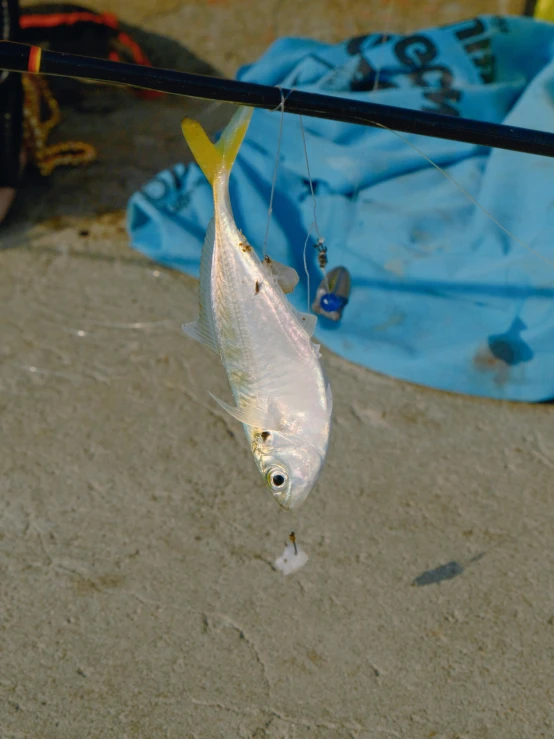 there is a fish hanging on a wire by the water