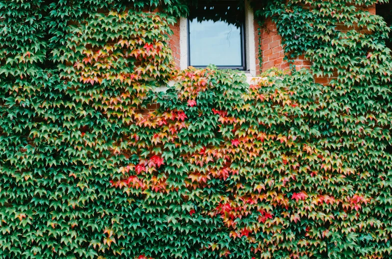 a house covered with vines and red flowers