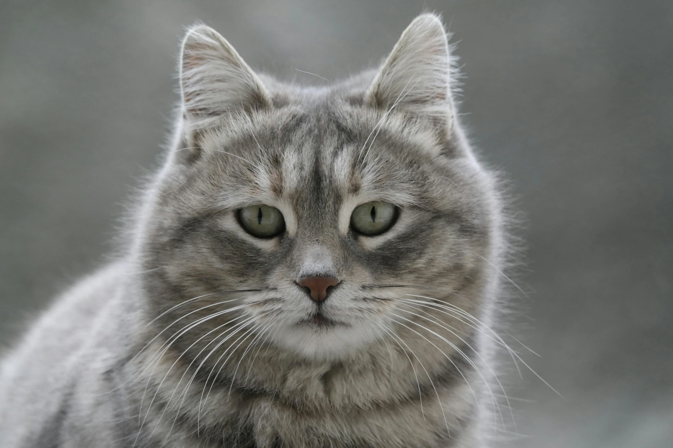 a close up s of the face of a gray cat