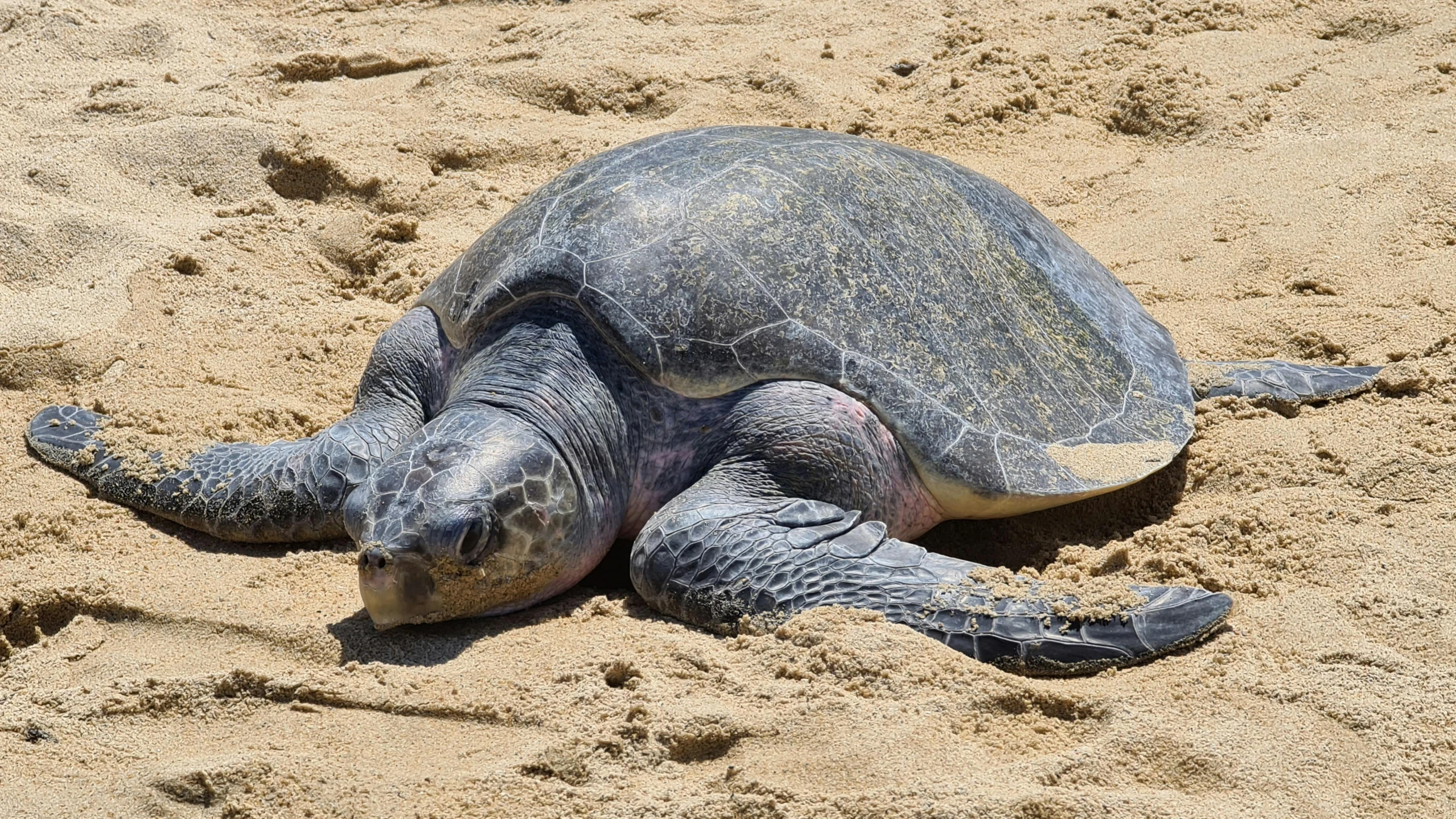 an olive colored turtle rests on the beach