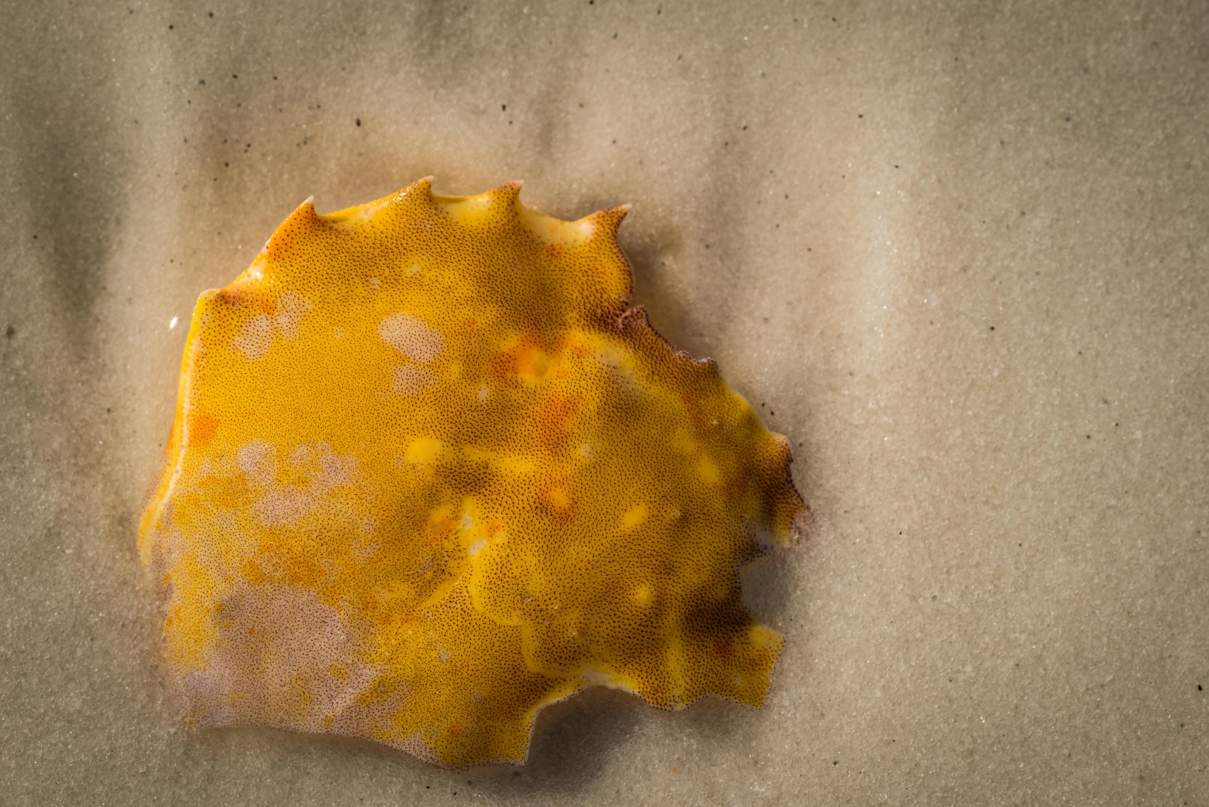 a yellow sea anchovies on a white surface