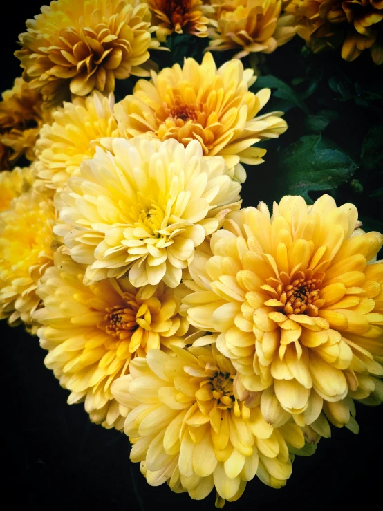 a bunch of yellow flowers with green leaves