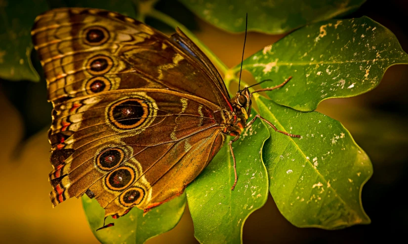 a close up of two large erflies on a leaf