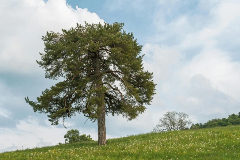 the tall tree stands in the field under blue skies