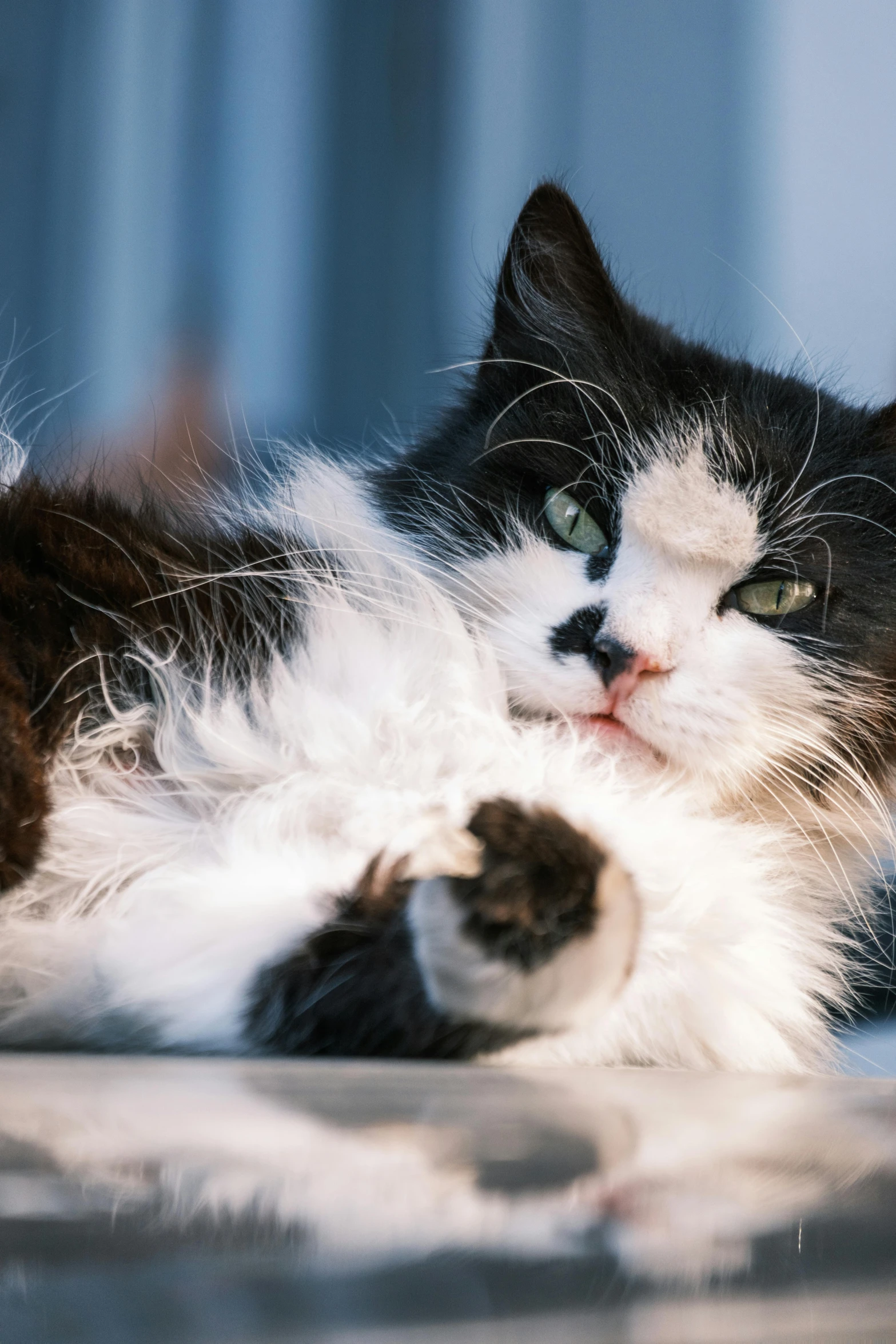 the cat is laying on its side with one paw raised up