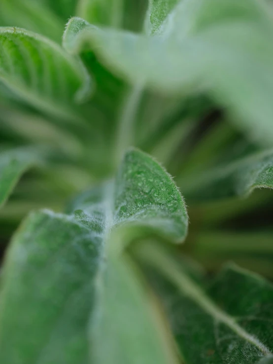 the plant is growing and has leaves