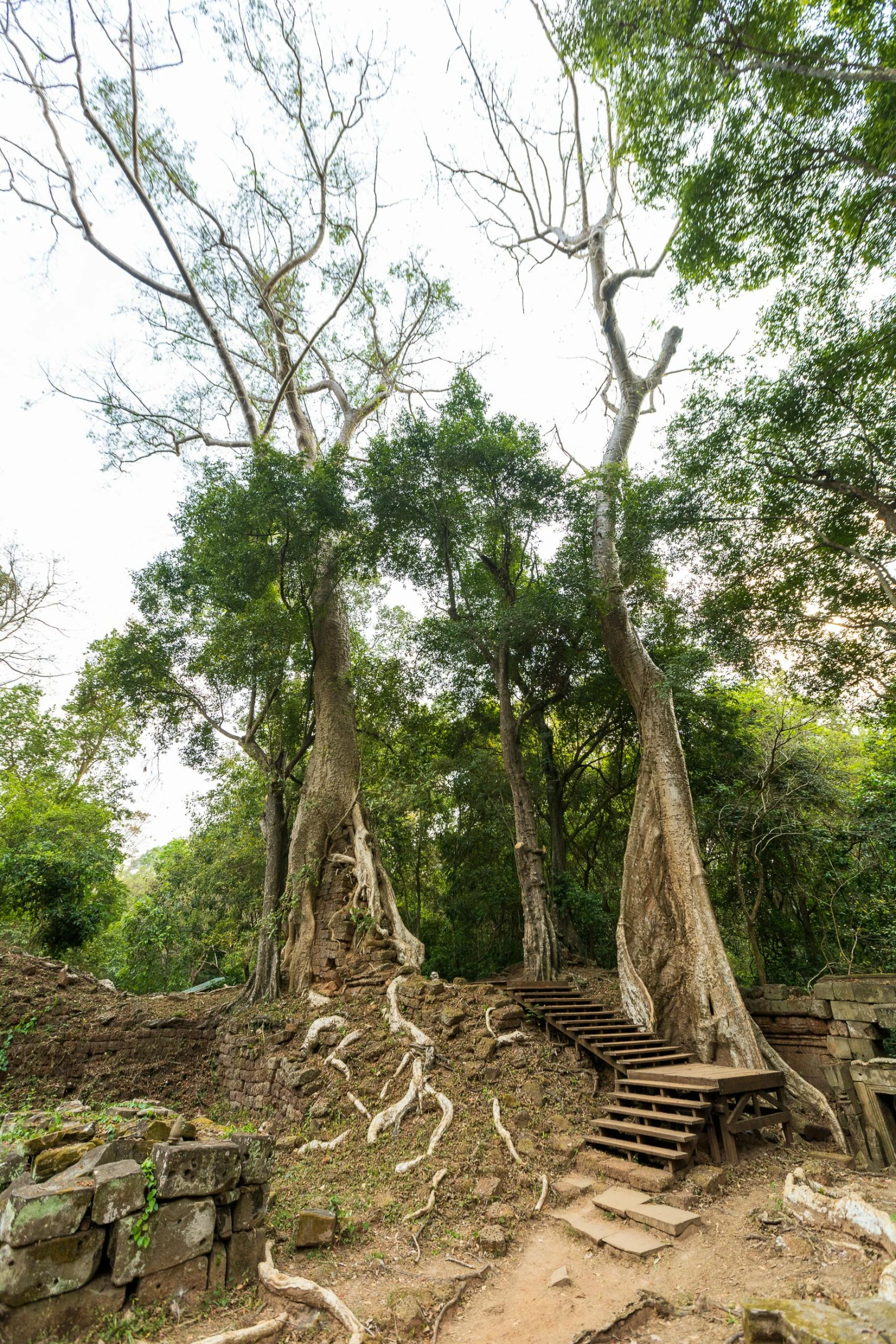 a bunch of steps going down to the woods