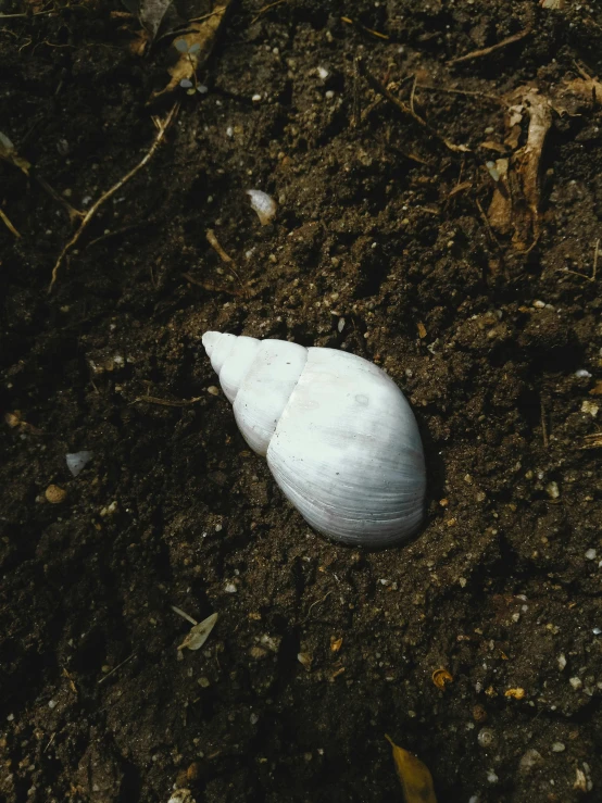 an object is lying on the ground near the dirt