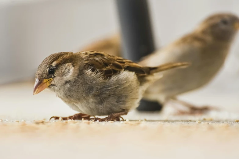 two birds with long beaks on carpeted flooring