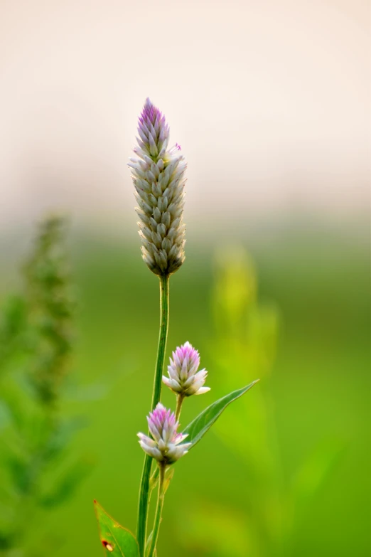 flowers, including cornflowers and asteriskus, are blooming on the plains