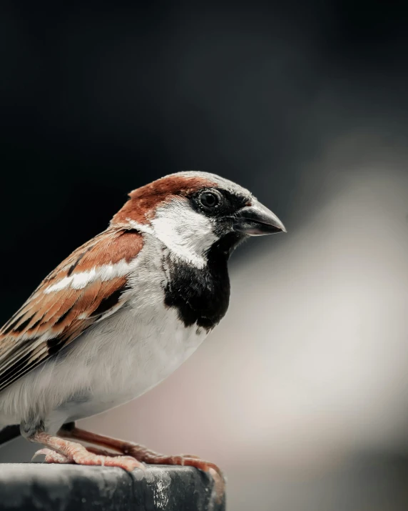 a bird is perched on the edge of a pipe