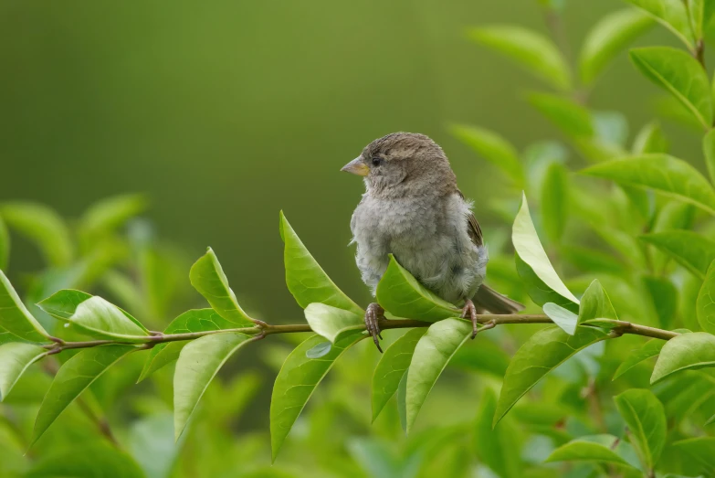 small bird perched on a tree limb with green leaves in the background