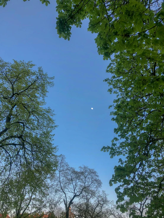 a view through some very tall trees at an open park