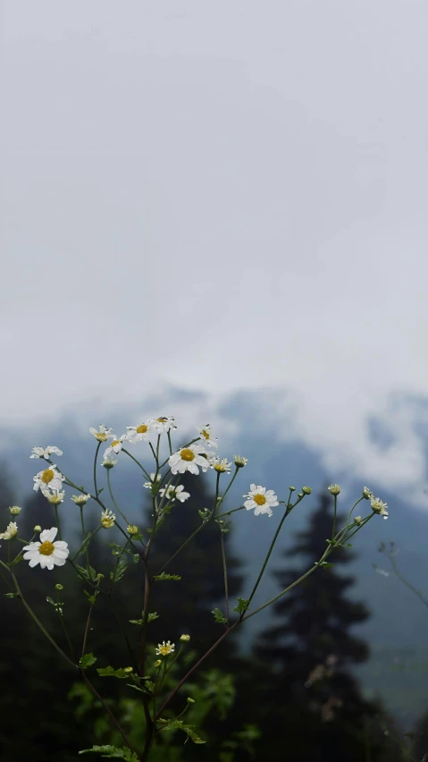 some small white flowers on a bush by a mountain