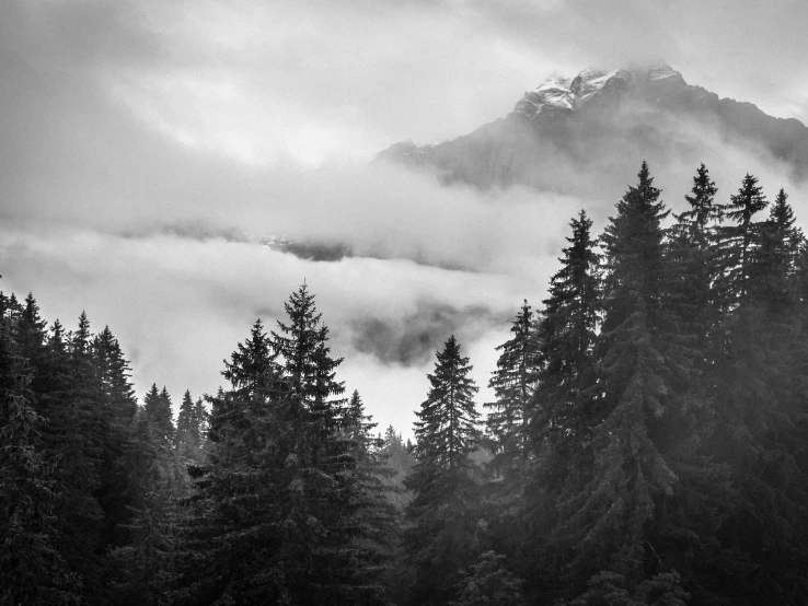 black and white pograph of evergreen trees and fog