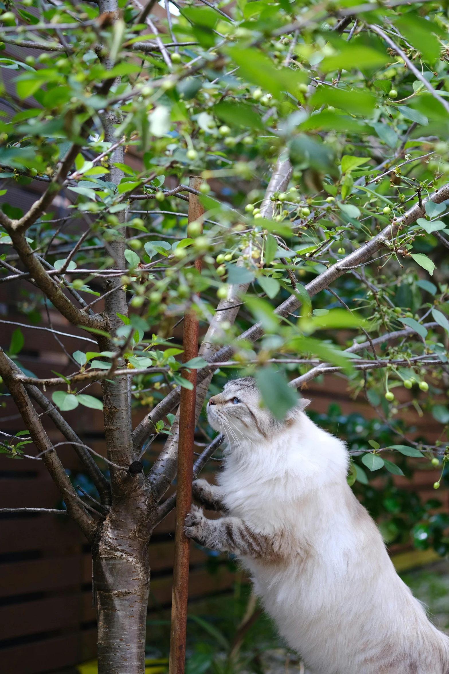 a cat stands on his hind legs to reach a nch