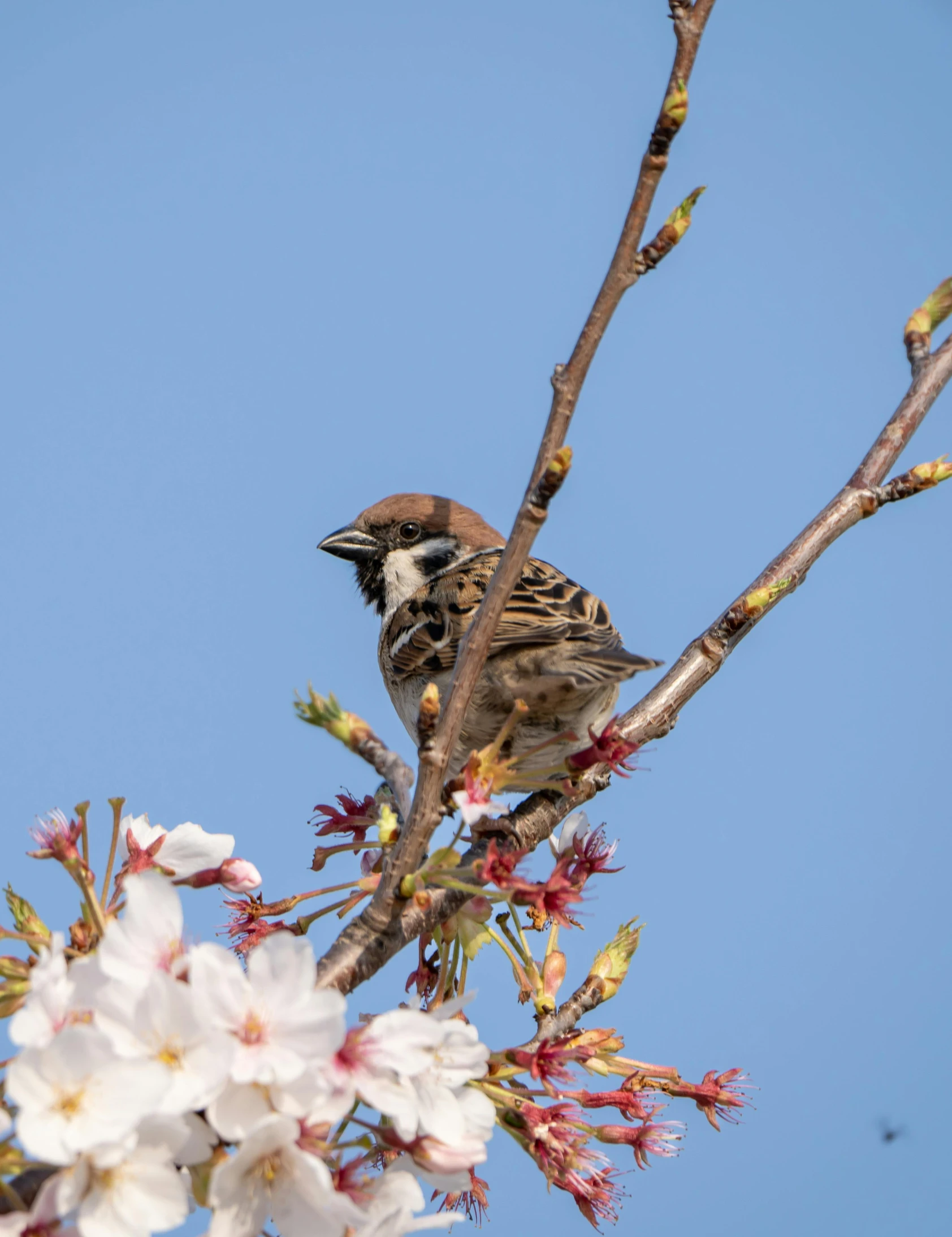 there is a bird sitting on a nch with white flowers