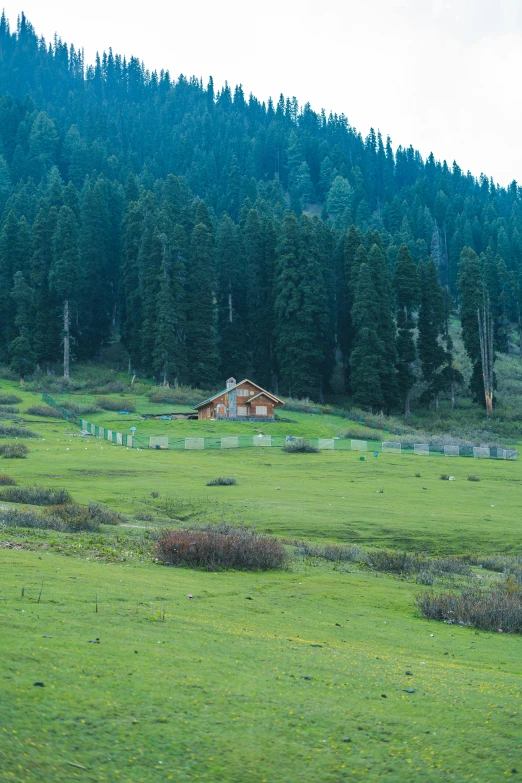 a grass field with small trees in the background