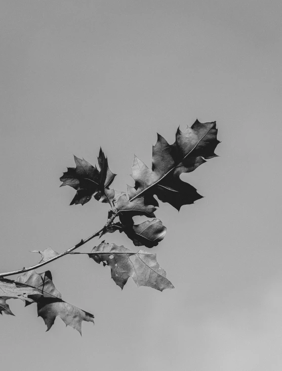 this is the image of leaves and the sky