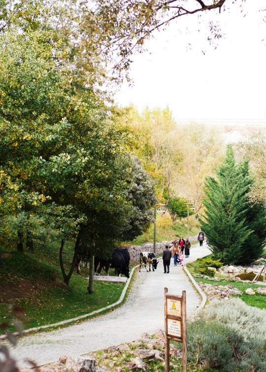 group of people walking down a road lined with trees