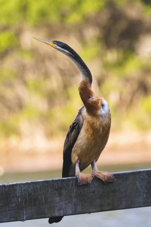 a bird with long wings and a large beak