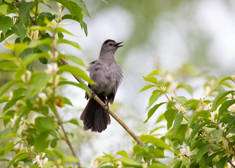 bird sitting in tree with open mouth on cloudy day