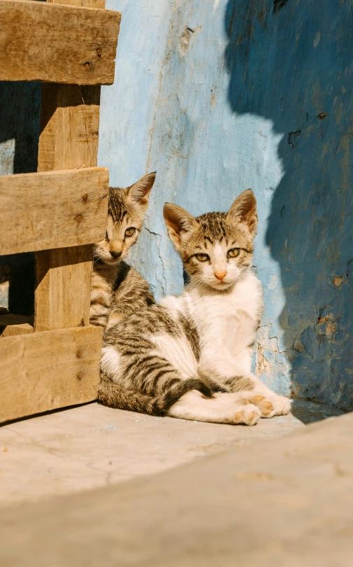 two kittens are sitting next to each other