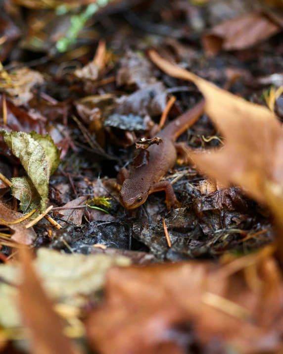 brown leaves with one foot on them in the rain