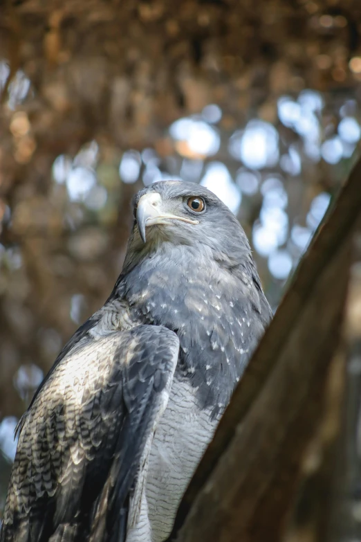 close up view of a hawk with a sky background