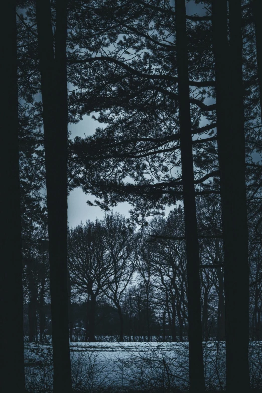 snow and ice on the ground at night with trees